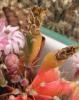 Gymnocalycium friedrichii 'Mars' fruit - Кактусы и суккуленты из Харькова от Оли и Сергея Мирошниченко