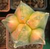 Astrophytum myriostigma variegata - Кактусы и суккуленты из Харькова от Оли и Сергея Мирошниченко