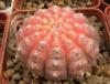 Gymnocalycium ragonesii pink - Кактусы и суккуленты из Харькова от Оли и Сергея Мирошниченко