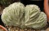 Astrophytum f cristata - Кактусы и суккуленты из Харькова от Оли и Сергея Мирошниченко