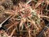 Ferocactus latispinus - Кактусы и суккуленты из Харькова от Оли и Сергея Мирошниченко