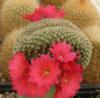 Rebutia f cristata - Кактусы и суккуленты из Харькова от Оли и Сергея Мирошниченко