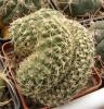 Gymnocalycium quehlianum v albispinum f cristata - Кактусы и суккуленты из Харькова от Оли и Сергея Мирошниченко