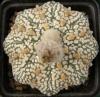 Astrophytum cv 'Star Ribs' - Кактусы и суккуленты из Харькова от Оли и Сергея Мирошниченко