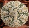 Astrophytum asterias cultivar 'Superkabuto' V-pattern - Кактусы и суккуленты из Харькова от Оли и Сергея Мирошниченко