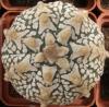 Astrophytum asterias cultivar 'Superkabuto' V-pattern - Кактусы и суккуленты из Харькова от Оли и Сергея Мирошниченко