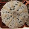 Astrophytum asterias cultivar 'Superkabuto' V-pattern - Кактусы и суккуленты из Харькова от Оли и Сергея Мирошниченко