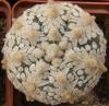 Astrophytum asterias cultivar 'Superkabuto' V-pattern - Кактусы и суккуленты из Харькова от Оли и Сергея Мирошниченко