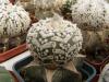 Astrophytum asterias cultivar 'Superkabuto' V-pattern - Кактусы и суккуленты из Харькова от Оли и Сергея Мирошниченко