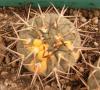 Gymnocalycium stellatum v paucispinum - Кактусы и суккуленты из Харькова от Оли и Сергея Мирошниченко