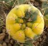 Gymnocalycium ferrarii - Кактусы и суккуленты из Харькова от Оли и Сергея Мирошниченко