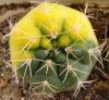 Gymnocalycium ferrarii - Кактусы и суккуленты из Харькова от Оли и Сергея Мирошниченко