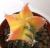 Astrophytum myriostigma variegata - Кактусы и суккуленты из Харькова от Оли и Сергея Мирошниченко