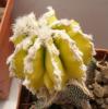 Astrophytum variegata - Кактусы и суккуленты из Харькова от Оли и Сергея Мирошниченко