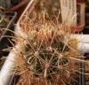 Ancistrocactus brevihamatus - Кактусы и суккуленты из Харькова от Оли и Сергея Мирошниченко