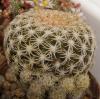 Discocactus buenekeri - Кактусы и суккуленты из Харькова от Оли и Сергея Мирошниченко