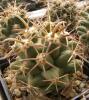 Coryphantha robustispina - Кактусы и суккуленты из Харькова от Оли и Сергея Мирошниченко