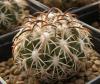 Coryphantha tripugionacantha L1464 - Кактусы и суккуленты из Харькова от Оли и Сергея Мирошниченко