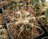 Coryphantha scheeri v valida - Кактусы и суккуленты из Харькова от Оли и Сергея Мирошниченко