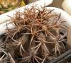 Copiapoa dura - Кактусы и суккуленты из Харькова от Оли и Сергея Мирошниченко