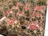 Echinocactus polycephalus - Кактусы и суккуленты из Харькова от Оли и Сергея Мирошниченко