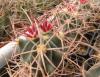 Echinocactus polycephalus - Кактусы и суккуленты из Харькова от Оли и Сергея Мирошниченко