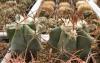 Echinocactus platyacanthus Santa Caterina - Кактусы и суккуленты из Харькова от Оли и Сергея Мирошниченко