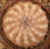 Echinocereus pailanus - Кактусы и суккуленты из Харькова от Оли и Сергея Мирошниченко