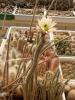 Echinocereus leucantha (Wilcoxia) - Кактусы и суккуленты из Харькова от Оли и Сергея Мирошниченко
