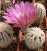 Echinocereus reichenbachii SB941 - Кактусы и суккуленты из Харькова от Оли и Сергея Мирошниченко