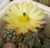 Echinocereus subinermis - Кактусы и суккуленты из Харькова от Оли и Сергея Мирошниченко