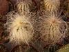 Echinocereus delaetii - Кактусы и суккуленты из Харькова от Оли и Сергея Мирошниченко