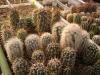 Echinocereus group - Кактусы и суккуленты из Харькова от Оли и Сергея Мирошниченко