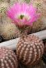 Echinocereus pectinatus - Кактусы и суккуленты из Харькова от Оли и Сергея Мирошниченко