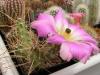 Echinocereus blanckii - Кактусы и суккуленты из Харькова от Оли и Сергея Мирошниченко