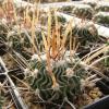 Echinofossulocactus phyllacanthus 'grandicornus' SB437 - Кактусы и суккуленты из Харькова от Оли и Сергея Мирошниченко