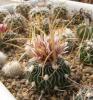 Echinofossulocactus phyllacanthus CH223 - Кактусы и суккуленты из Харькова от Оли и Сергея Мирошниченко