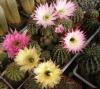 Echinopsis hybr. - Кактусы и суккуленты из Харькова от Оли и Сергея Мирошниченко