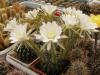 Echinopsis obrepanda - Кактусы и суккуленты из Харькова от Оли и Сергея Мирошниченко