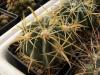 Ferocactus latispinus v flavispinus - Кактусы и суккуленты из Харькова от Оли и Сергея Мирошниченко