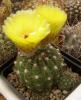 Notocactus ottonis v. tenuispinus - Кактусы и суккуленты из Харькова от Оли и Сергея Мирошниченко