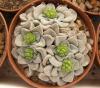 Crassula mesembryanthemopsis - Кактусы и суккуленты из Харькова от Оли и Сергея Мирошниченко