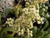 Crassula ausensis v. titanopsis - Кактусы и суккуленты из Харькова от Оли и Сергея Мирошниченко