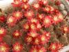 Rebutia fulviseta R319 - Кактусы и суккуленты из Харькова от Оли и Сергея Мирошниченко