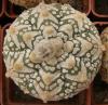 Astrophytum asterias cultivar 'Superkabuto' V-pattern - Кактусы и суккуленты из Харькова от Оли и Сергея Мирошниченко