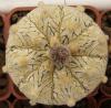 Astrophytum asterias cultivar 'Superkabuto' V-pattern - Кактусы и суккуленты из Харькова от Оли и Сергея Мирошниченко