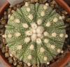 Astrophytum cultivar 'Fukuriyo'10 ribs - Кактусы и суккуленты из Харькова от Оли и Сергея Мирошниченко