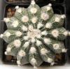 Astrophytum  cultivar 'multicostatus' - Кактусы и суккуленты из Харькова от Оли и Сергея Мирошниченко