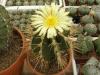 Astrophytum ornatum - Кактусы и суккуленты из Харькова от Оли и Сергея Мирошниченко