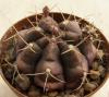 Gymnocalycium damsii v. multiproliferum - Кактусы и суккуленты из Харькова от Оли и Сергея Мирошниченко